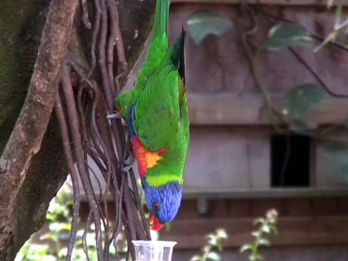21a - Jardin Tropical 008.jpg